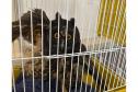 Coruja ferida é resgatada por equipe do IAT e encaminhada para cuidados veterinários
