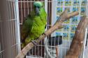 Com reforço na fiscalização, aves silvestres são a classe mais atendida no CAFS de Guarapuava