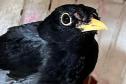 Com reforço na fiscalização, aves silvestres são a classe mais atendida no CAFS de Guarapuava
