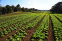 Governo libera R$ 7,9 milhões para fortalecer produção orgânica no Paraná