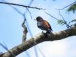 Sabiá-Laranjeira (Turdus rufiventris)