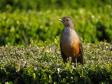 Sabiá-Laranjeira (Turdus rufiventris)