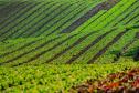 Paraná comemora Dia da Agroecologia como líder nacional em alimentos orgânicos