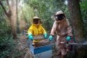 Sabor único, alta produtividade e indicação geográfica diferenciam o mel do Oeste
