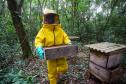 Sabor único, alta produtividade e indicação geográfica diferenciam o mel do Oeste