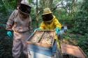 Sabor único, alta produtividade e indicação geográfica diferenciam o mel do Oeste