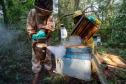 Sabor único, alta produtividade e indicação geográfica diferenciam o mel do Oeste