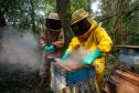 Sabor único, alta produtividade e indicação geográfica diferenciam o mel do Oeste