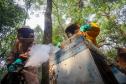 Sabor único, alta produtividade e indicação geográfica diferenciam o mel do Oeste