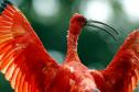 Com 108 novos animais, governo atualiza Lista de Espécies da Fauna Ameaçada