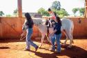 Núcleo da UENP responsável por terapia com cavalos atende 105 pessoas em Bandeirantes