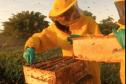 Com apoio do IDR-PR, abelhas produzem mel e aumentam produção de grãos no Noroeste