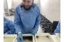 58 milhões de wolbitos devem ajudar Londrina no combate à dengue e arboviroses