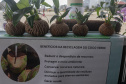 Veranistas aprendem a fazer vaso de plantas com fibra de coco em oficina no Verão Maior