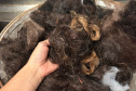Pesquisa da Unioeste estuda como transformar cabelo humano em adubo