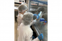 Projeto apoiado pela Fundação Araucária estuda alternativa para produção de colágeno de jumento