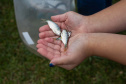 Estado repovoa Parque Passaúna em Curitiba com meio milhão de peixes nativos