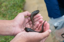 Estado repovoa Parque Passaúna em Curitiba com meio milhão de peixes nativos