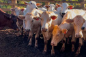 Melhoramento genético da raça Purunã deve ampliar oferta e elevar ainda mais qualidade da carne