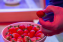 Com apoio do Tecpar, pesquisa propõe soluções sustentáveis para a agricultura