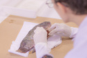 Pesquisa e ensino: Laboratório de Zoologia da UEPG tem mais de mil animais conservados