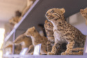 Pesquisa e ensino: Laboratório de Zoologia da UEPG tem mais de mil animais conservados