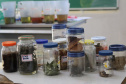 Oficinas de plantas medicinais, saúde e gastronomia marcam ações da Operação Rondon