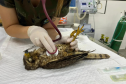 Unicentro lidera atendimento a animais silvestres vítimas do tornado no Paraná