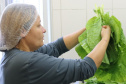 Paraná bate recorde de investimento em alimentos orgânicos nas escolas estaduais