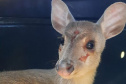 Veado-catingueira encontrado ferido em Irati é solto pelo IAT após tratamento