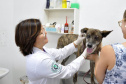 Universidades estaduais oferecem assistência a animais de pequeno e grande porte