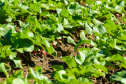 Universidades estaduais auxiliam agricultores familiares na certificação orgânica