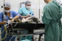 Universidades estaduais oferecem assistência a animais de pequeno e grande porte