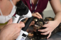 Universidades estaduais oferecem assistência a animais de pequeno e grande porte