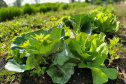 IAT vai investir R$ 39,1 milhões em 13 projetos de agroecologia no Paraná 