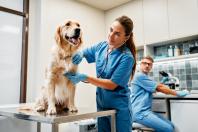 set_site_carrossel_hospitais_veterinarios.jpg