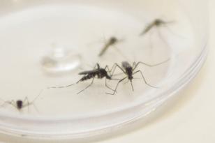 mosquito aedes dentro de um recipiente