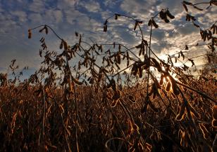 Estudo verifica impacto da covid-19 no agronegócio e em cadeias produtivas