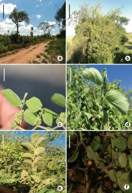 Espécies de plantas 