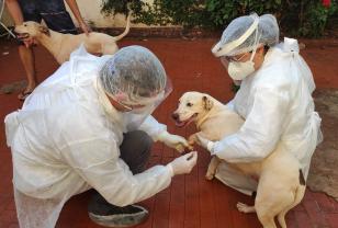 Cão sendo testado 