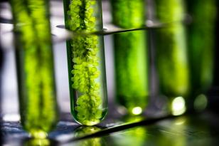 UEM conquista a primeira patente verde da história da Universidade