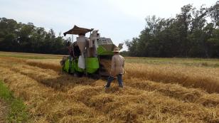 AgroPesquisa