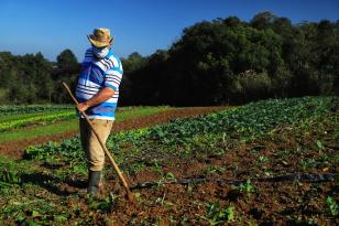 Certificação e cuidados fazem de Tijucas do Sul referência na produção de orgânicos no Paraná