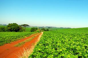 Foto de uma plantação de feijão