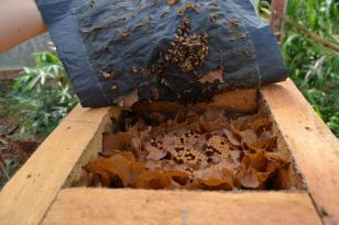 caixa de abelha sendo aberta