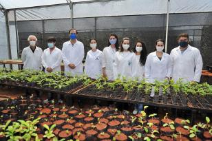 Projeto da UEL usa bactérias em mudas de árvores neotropicais para aumentar resistência à seca