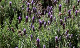 Plantação de lavanda