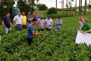 Ação do IDR-Paraná mapeia produtividade na colheita de soja na região de Maringá