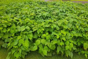 Novas cultivares de feijão serão apresentadas pelo IDR-Paraná no Show Rural