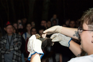 Noite dos Morcegos: UEM promove trilha no Parque do Ingá que une ciência e aventura